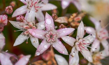 Jade Plant (Flowering) flowers-gallery-19