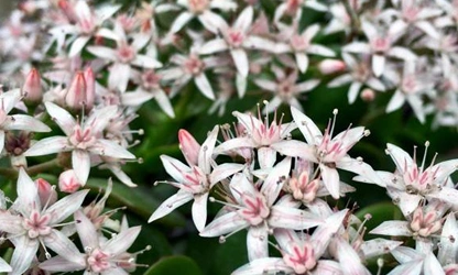 Jade Plant (Flowering) flowers-gallery-2