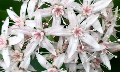 Jade Plant (Flowering) flowers-gallery-3