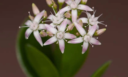Jade Plant (Flowering) flowers-gallery-4