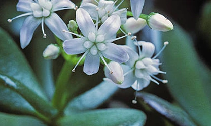Jade Plant (Flowering) flowers-gallery-5