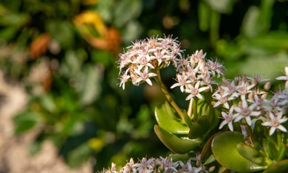 Jade Plant (Flowering) flowers-gallery-6