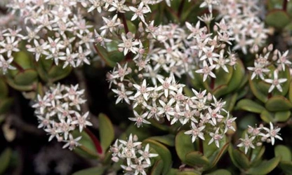 Jade Plant (Flowering) flowers-gallery-7