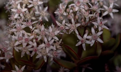 Jade Plant (Flowering) flowers-gallery-8