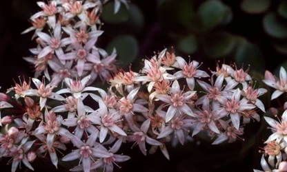 Jade Plant (Flowering) flowers-gallery-9