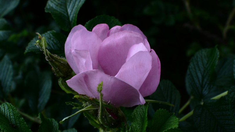 Japan Rose Featured Image