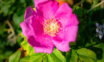 Japan Rose flowers-gallery-1