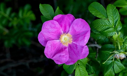 Japan Rose flowers-gallery-10