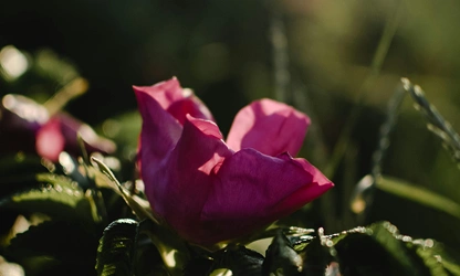 Japan Rose flowers-gallery-11