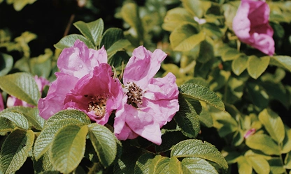 Japan Rose flowers-gallery-12