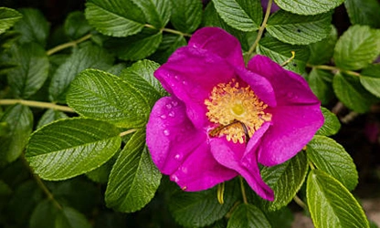 Japan Rose flowers-gallery-2