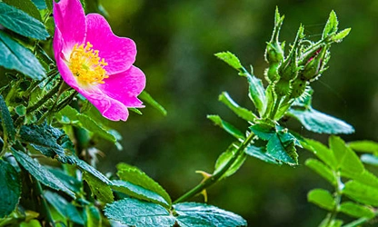Japan Rose flowers-gallery-3