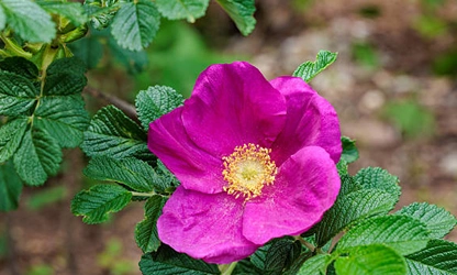 Japan Rose flowers-gallery-4