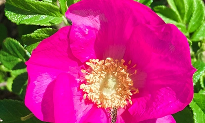 Japan Rose flowers-gallery-5