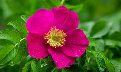 Japan Rose flowers-gallery-6