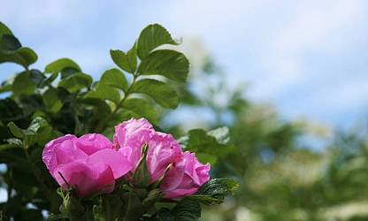 Japan Rose flowers-gallery-7