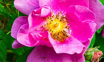 Japan Rose flowers-gallery-8