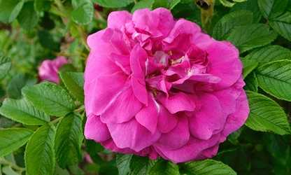 Japan Rose flowers-gallery-9