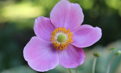 Japanese Anemone flowers-gallery-1