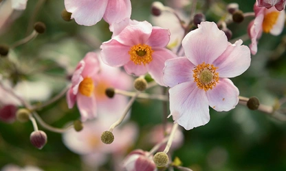Japanese Anemone flowers-gallery-10