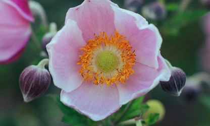 Japanese Anemone flowers-gallery-11
