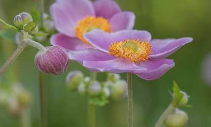 Japanese Anemone flowers-gallery-12