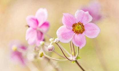 Japanese Anemone flowers-gallery-13