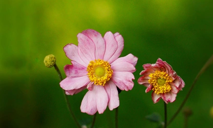 Japanese Anemone flowers-gallery-14