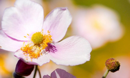 Japanese Anemone flowers-gallery-2