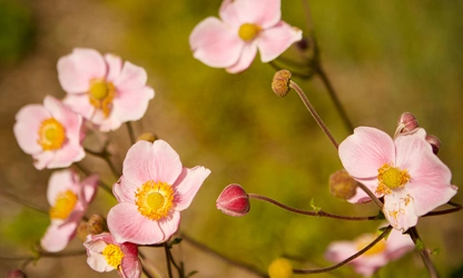 Japanese Anemone flowers-gallery-3