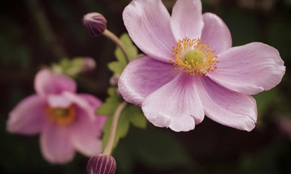 Japanese Anemone flowers-gallery-4