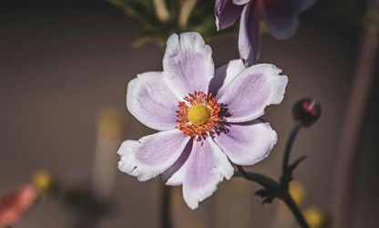 Japanese Anemone flowers-gallery-5