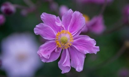 Japanese Anemone flowers-gallery-6