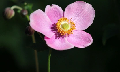 Japanese Anemone flowers-gallery-7