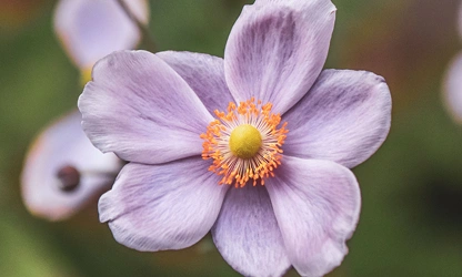 Japanese Anemone flowers-gallery-8