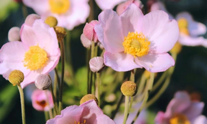 Japanese Anemone flowers-gallery-9