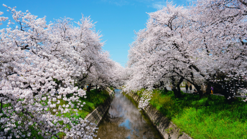 Japanese Cherry Blossom-featured