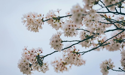 Japanese Cherry Blossom flowers-gallery-1