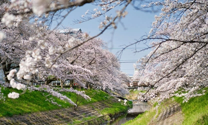 Japanese Cherry Blossom flowers-gallery-10