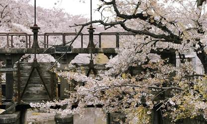 Japanese Cherry Blossom flowers-gallery-11