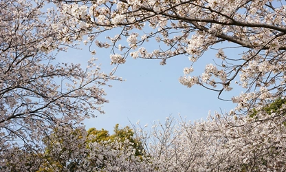 Japanese Cherry Blossom flowers-gallery-12