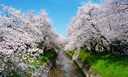 Japanese Cherry Blossom flowers-gallery-13