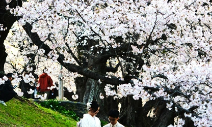 Japanese Cherry Blossom flowers-gallery-2