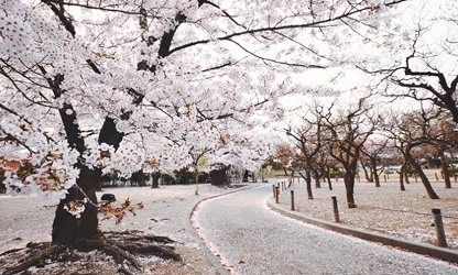 Japanese Cherry Blossom flowers-gallery-3