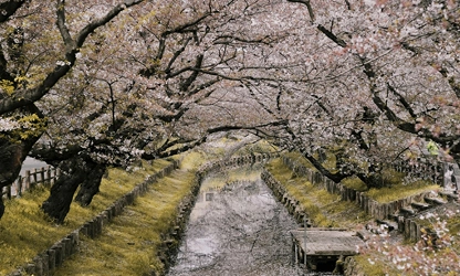 Japanese Cherry Blossom flowers-gallery-4