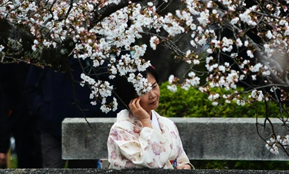 Japanese Cherry Blossom flowers-gallery-5
