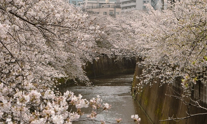 Japanese Cherry Blossom flowers-gallery-6