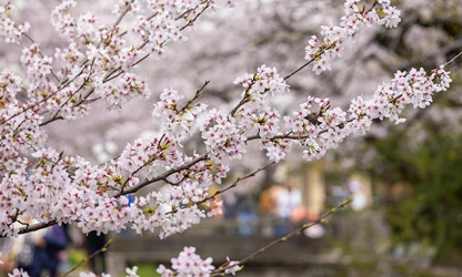 Japanese Cherry Blossom flowers-gallery-7