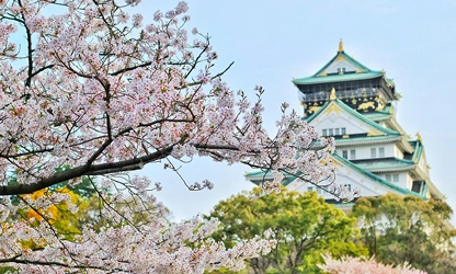 Japanese Cherry Blossom flowers-gallery-8