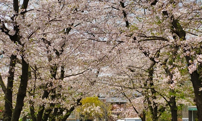 Japanese Cherry Blossom flowers-gallery-9
